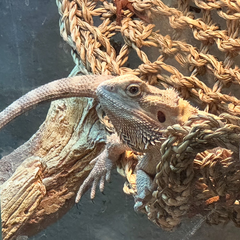 Lounge Lizard Games 