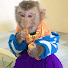 cEx0MIe5UkM-channel-avatar-Monkey Jason