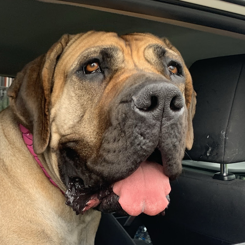Molly the Boerboel