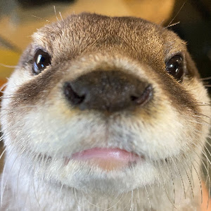 Atyのサムネイル