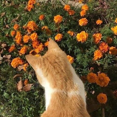 Aesthetic Harmony ッ