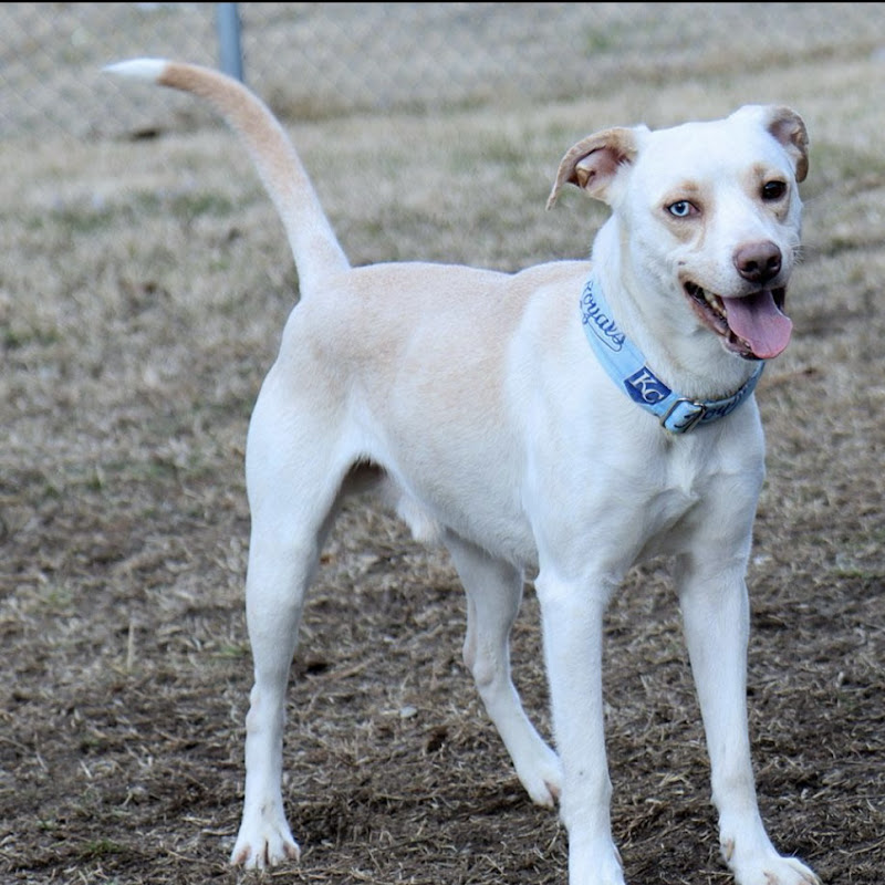 Petfinder_dogs 