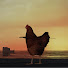 wPpJXbGKY2M-channel-avatar-L10NEL Clips