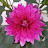 @Piscacho4u Avatar