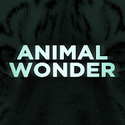 Animal Wonder