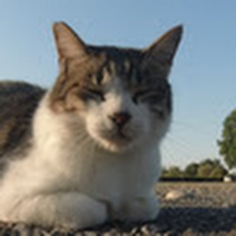 野良猫たち / Stray cats