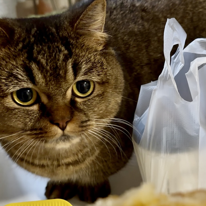 ぽんさんちゃんねる