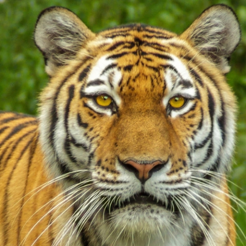 Hire Animals Life 365 — Pets & Animals YouTube creator for sponsorships