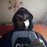 amEB-6zE5pY-channel-avatar-Mattia king demon darkness(il duo del platino)