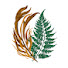 Db1QKMXQu0w-channel-avatar-Kelp and Fern