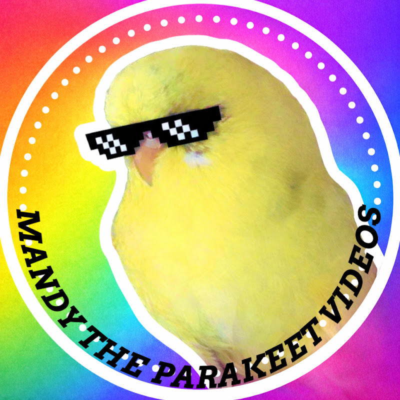 Mandy the parakeet videos
