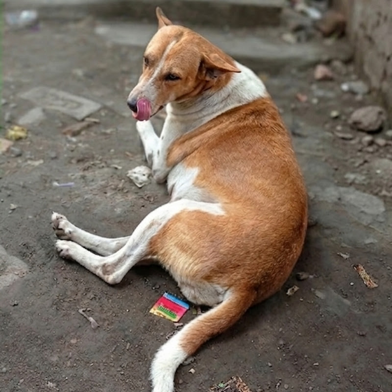 Dog Meniar