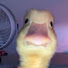 IqcTnOA2x5E-channel-avatar-*_-duck-_*