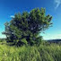 Ukn9TZwIWzI-channel-avatar-Service Tree