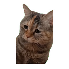 猫ミーム密着24時