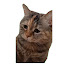 RH2bxCNrHKA-channel-avatar-猫ミーム密着24時