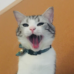 Cat Island channel avatar