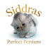VHAgRkqFrpM-channel-avatar-Siddra’s Purfect Persians 