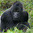 @SilverBackDevilgorilla25