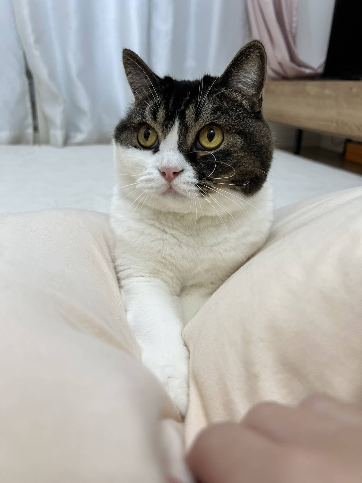 ぽこ太郎 ぽこ太郎とうま次郎 (@scosco_pocouma) • Instagram photos and