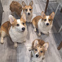 Life With 4 Corgis logo