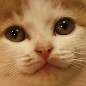 ポノちゃんねる 【猫と犬と島暮らし】