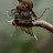@쵸파-h5b