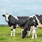 Cattle Channel