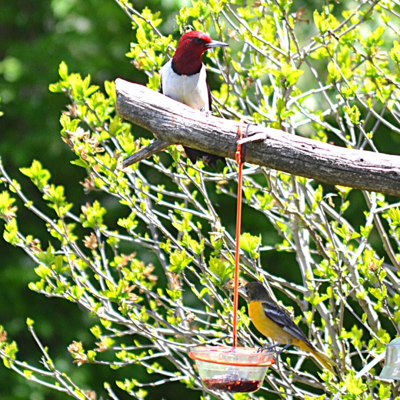 Cedarview Birds logo