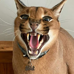 Pumba Caracal