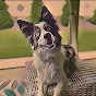 Keowee the Border Collie logo