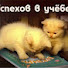 Jy_dyK3mxQY-channel-avatar-Сергей-Тимур. Наука и жизнь