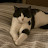 Avatar photo