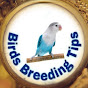 Birds Breeding Tips logo