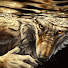5Sv7PyAltv4-channel-avatar-Underwater Wolf