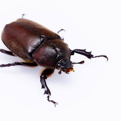 ｵﾚ50m走7.6秒だよアイコン画像