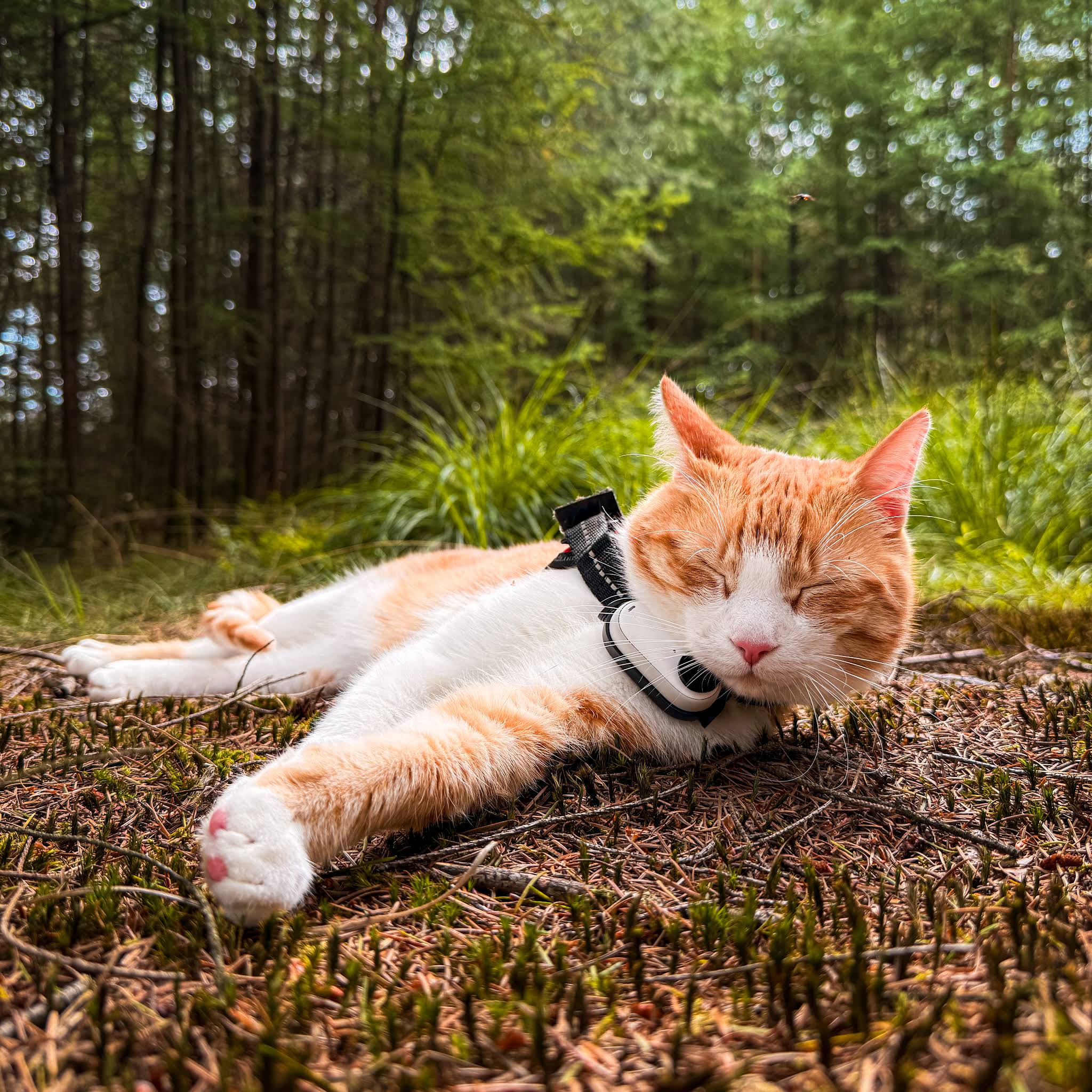 Post from Ros - Adventure Cat
