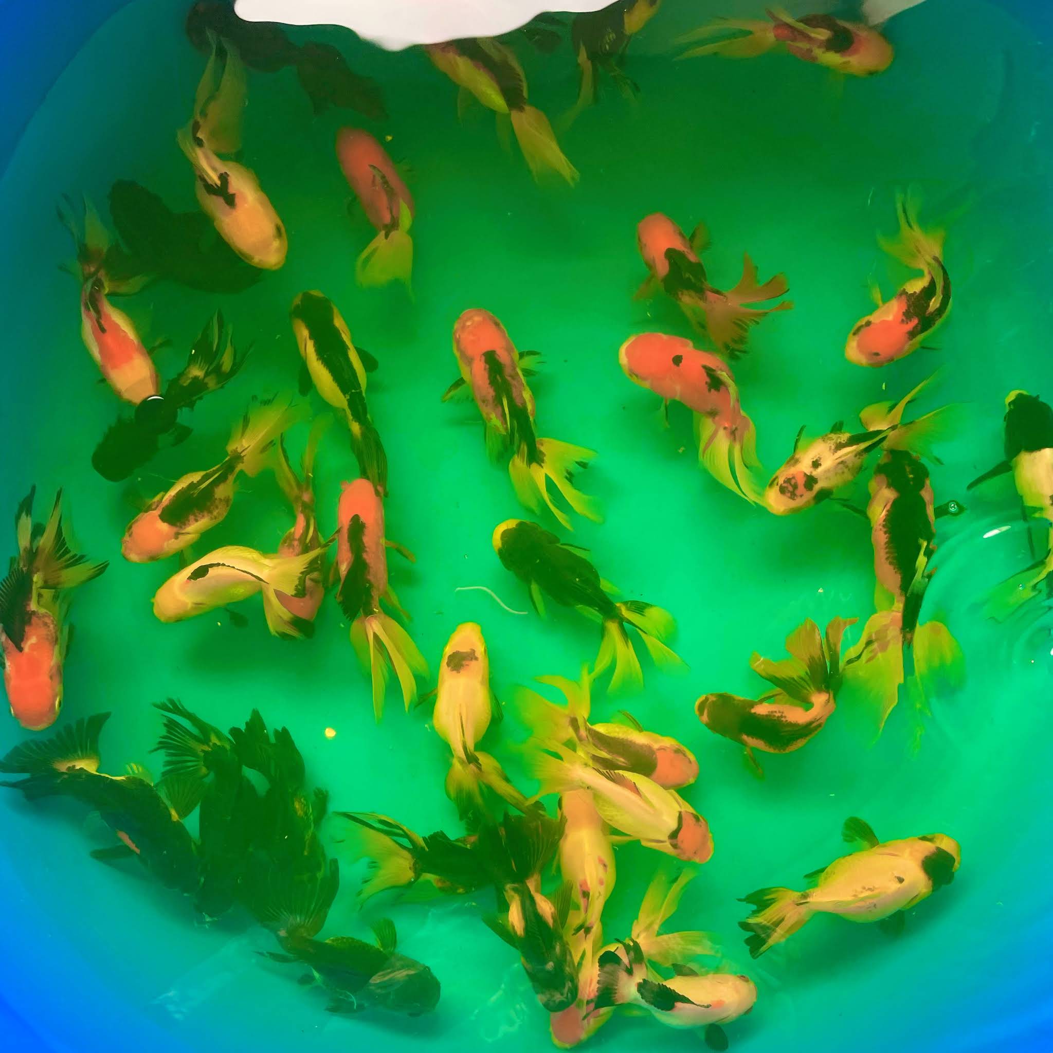 Post from OH MY FISH