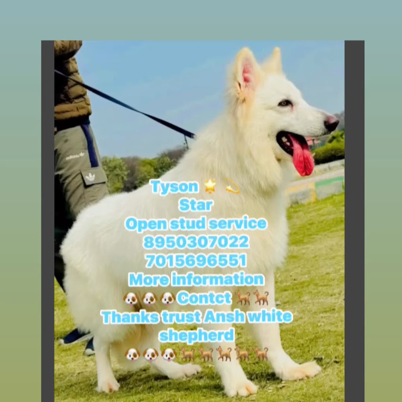 Ansh white Shepherd 