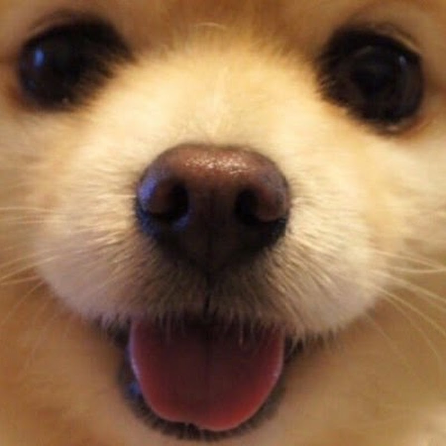 Rad Puppy YouTube channel avatar