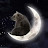 Moon Bear ASMR