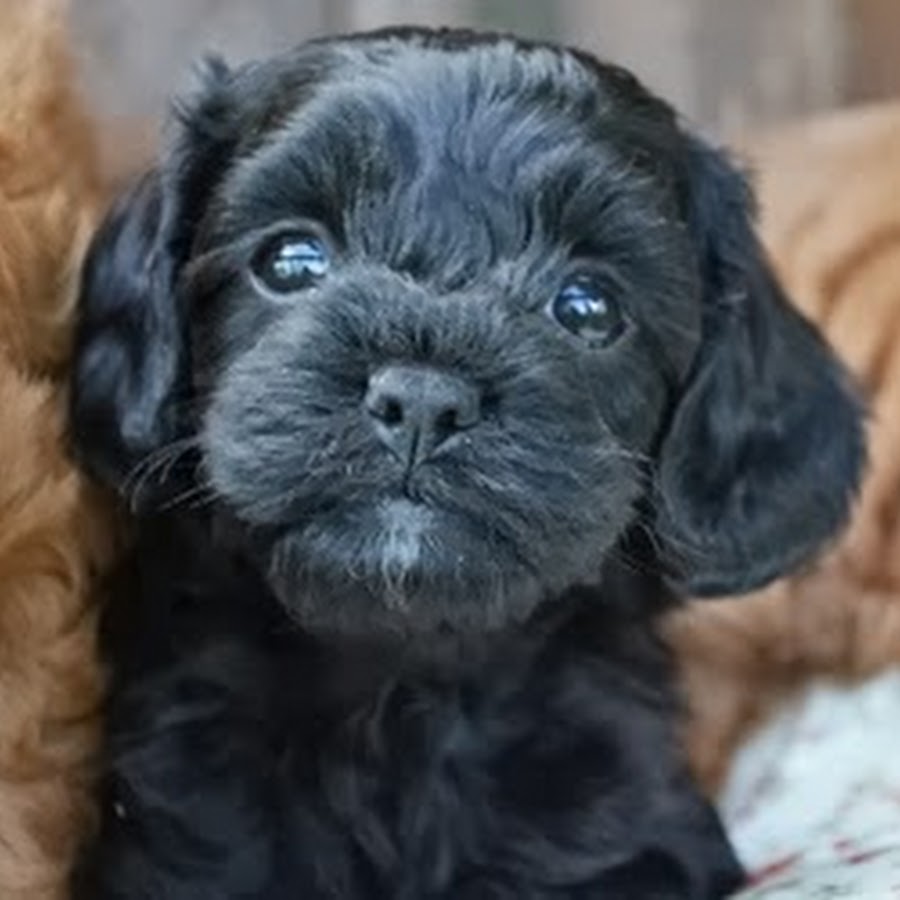 Pocket Puppies - Australia's Home Of Toy Cavoodles رمز قناة اليوتيوب