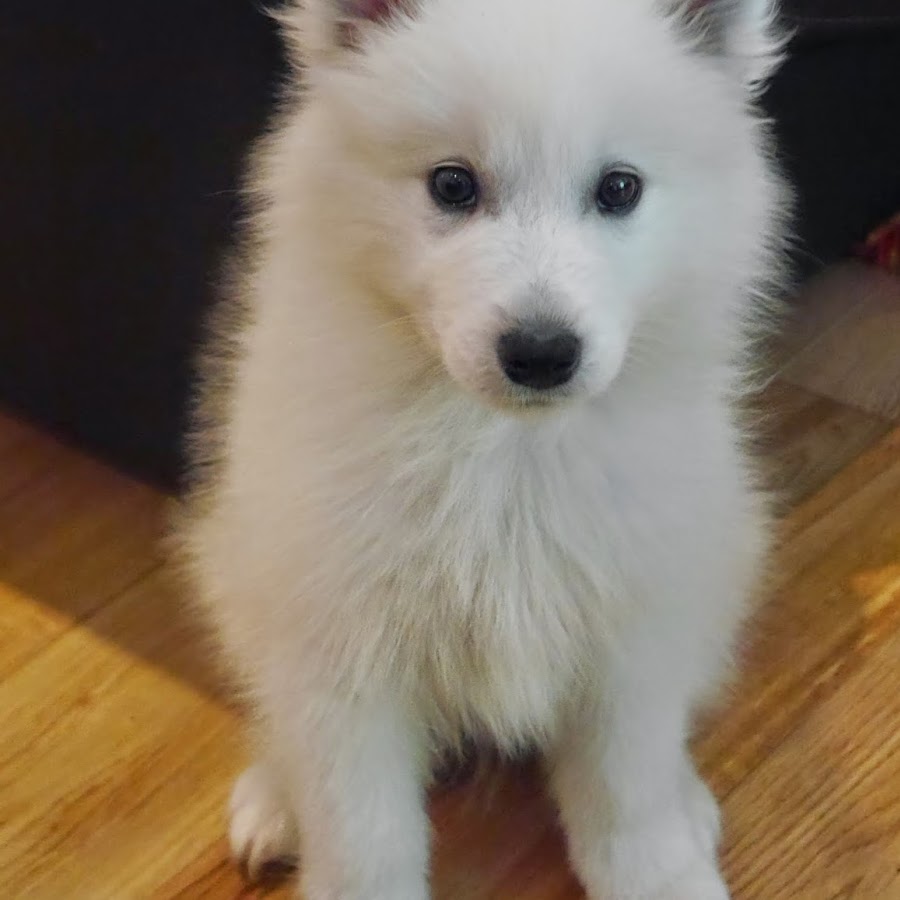 Louis the Samoyed YouTube channel avatar