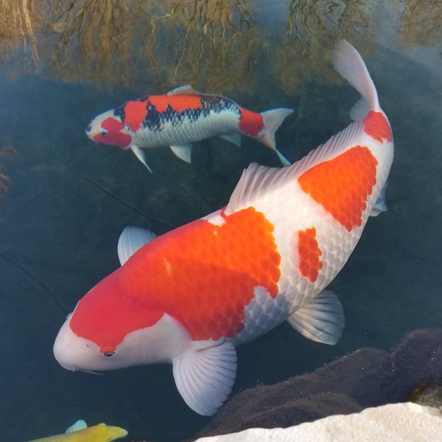 WHAT THE KOI (WTK) YouTube channel avatar