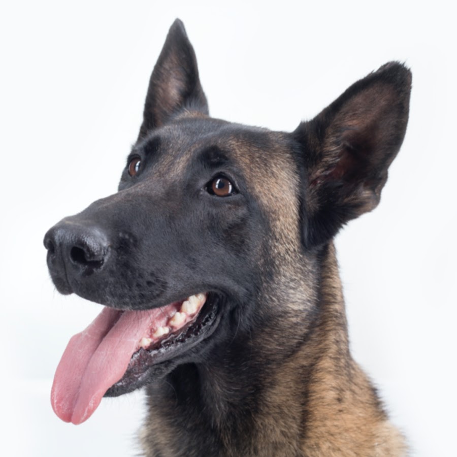 Pure Belgian Malinois