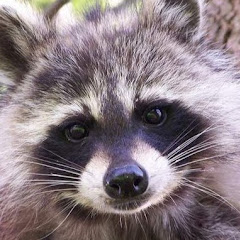 Thumbnail of related channel