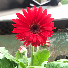 Thumbnail of related channel