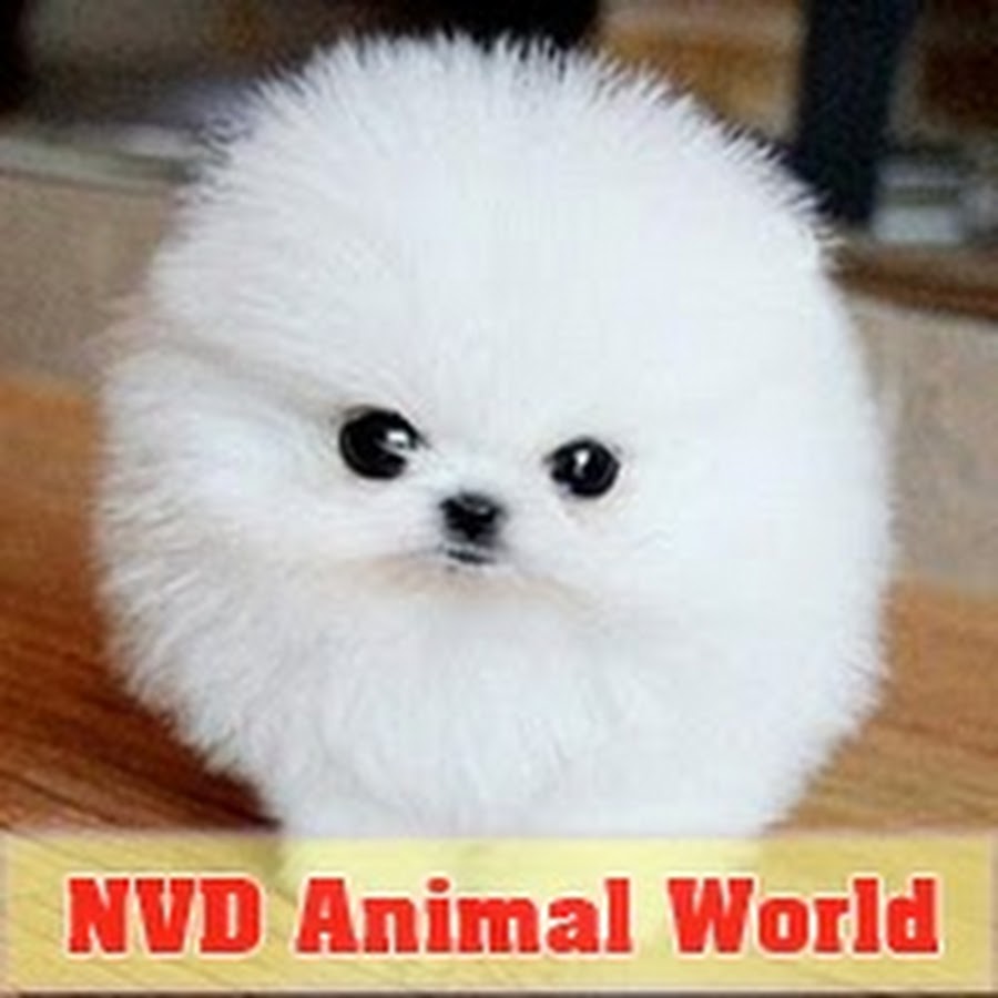 NVD Animal World Awatar kanału YouTube