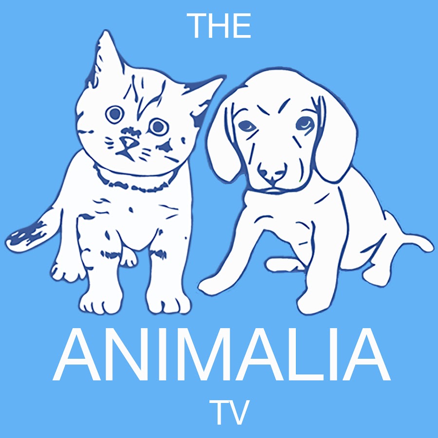 The Animalia Tv YouTube channel avatar