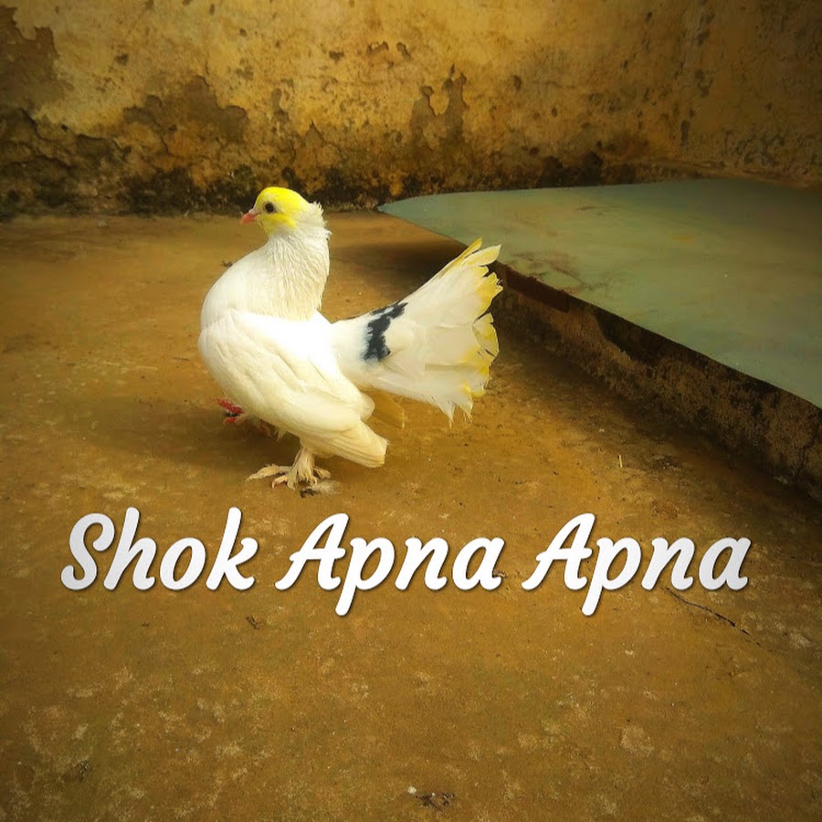 Shok Apna Apna YouTube-Kanal-Avatar